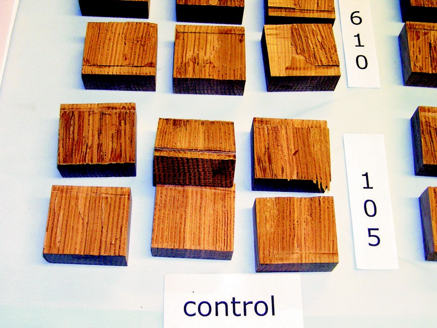 White oak samples for testing